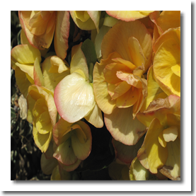 yellow-flowers